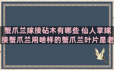 蟹爪兰嫁接砧木有哪些 仙人掌嫁接蟹爪兰用啥样的蟹爪兰叶片是老的还是嫩的